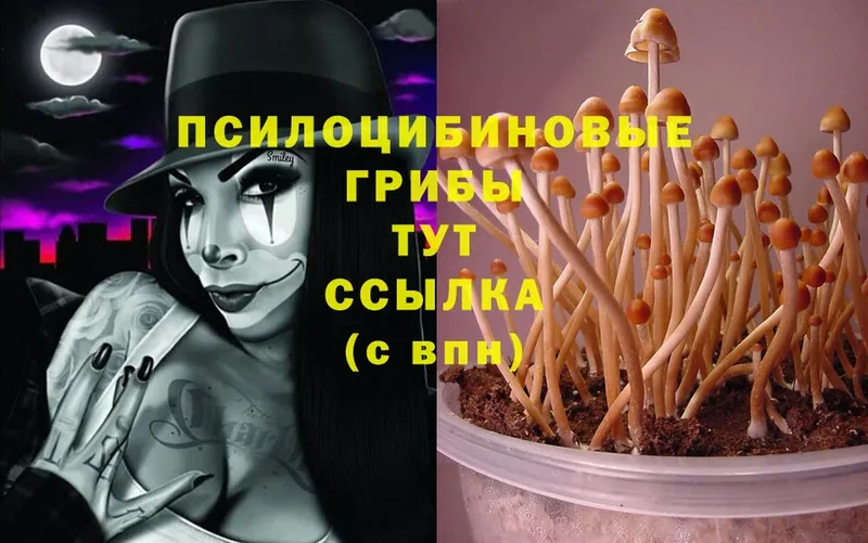 Галлюциногенные грибы Magic Shrooms  omg ONION  Отрадное 